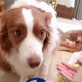 弟犬を怒ったら、お…