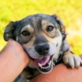 犬が『抱っこしてほ…