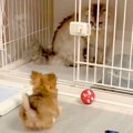 赤ちゃん犬が『猫に…