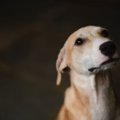犬が『突然死』して…