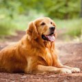 寿命が短い犬種3選