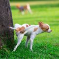 【獣医師監修】犬の…