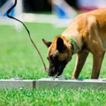 犯罪科学捜査が犬の…