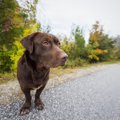 危険！犬の散歩をノ…