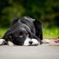 常識が無い犬の飼い…