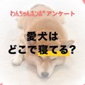 【アンケート実施中…