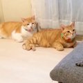 キレイに並ぶ3匹の猫…
