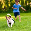 犬を追いかけ続ける…