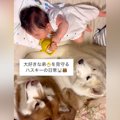 ハスキー犬2頭が暮ら…