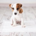 犬の排泄物がトイレ…
