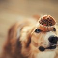 犬のオヤツは人間が…