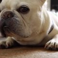 今すぐわんちゃんと…