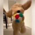 生後5ヵ月の大型犬と…