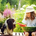 犬に絶対NGな『夏の…