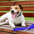 犬が『しんどい』と…