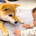 赤ちゃん大好きな犬…