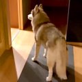 犬の『夜ご飯の準備…