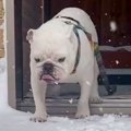 大雪が降った日、犬…