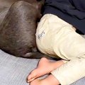 『やけに男の子と犬…