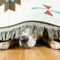 人間とは違う！犬に…