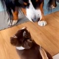 極小子犬と40キロの…
