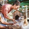 犬の『里親詐欺』と…