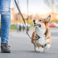 犬の「伸縮リード」…