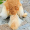 なぜ犬にはしっぽが…