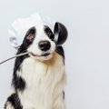 犬に『そうめん』を…