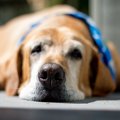 犬は何歳からが老犬…