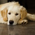 【犬の下痢止め】市…