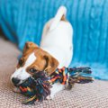 犬がおもちゃに向か…