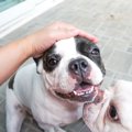 犬の体が汚れてしま…