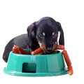 うちの子だけ？子犬…
