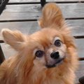 犬が飼いやすいペッ…