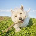 犬は、ひとりで遊ぶ…
