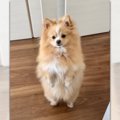 ポケモンみたいな犬…