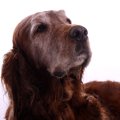 犬も年を取ると加齢…