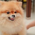 犬が『歯磨きを嫌が…