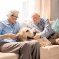 医療アラート犬は訓…