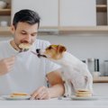 なぜ犬は人が食べて…