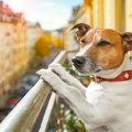 犬がベランダに出る…