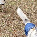 お友達犬を追いかけ…