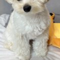 『出社する日』と『…