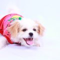 犬に服を着せる4つの…