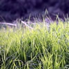 散歩道の草にも痒み…