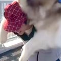 60キロの超大型犬が…