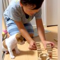 男の子がドミノで遊…