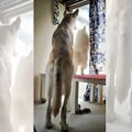 超大型犬 人気ブログ…