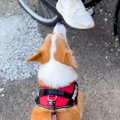 『学校帰りのお姉ち…